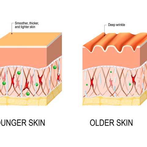 dua jenis kulit