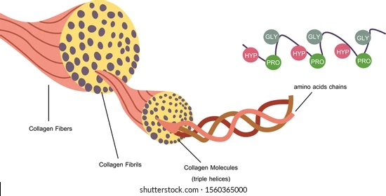 collagen-fibers-diagram-isolated-white-260nw-1560365000_wps图片